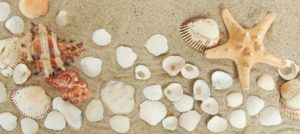 Beach with Shells5.1